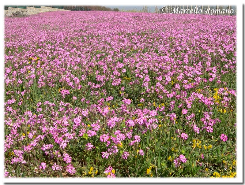 Segni di primavera